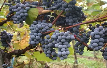 Image of Gamay